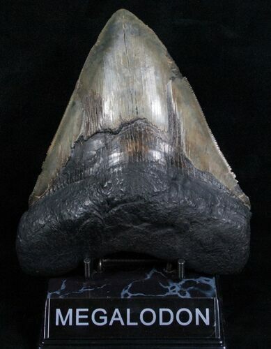 Inch Serrated Megalodon Tooth - Restored Root #4707